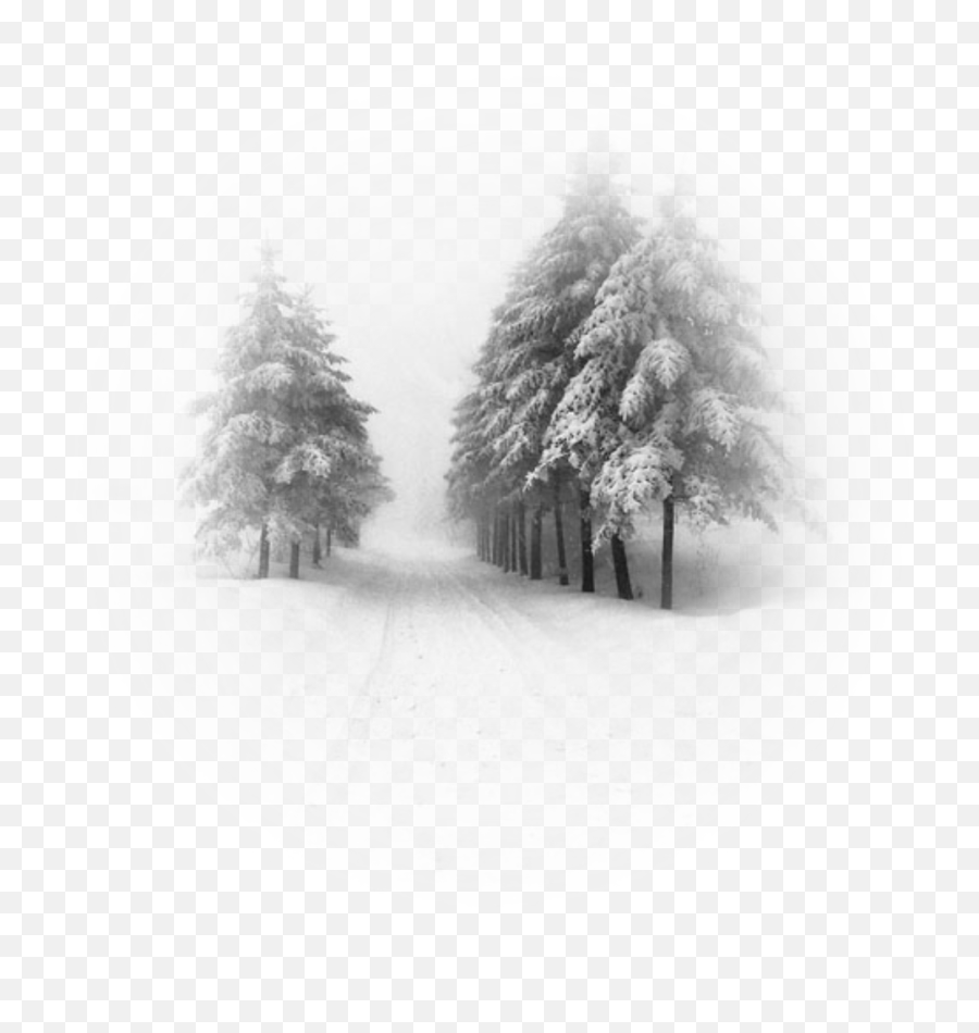 Download - Psalm 51 6 7 Png,Snow Particles Png