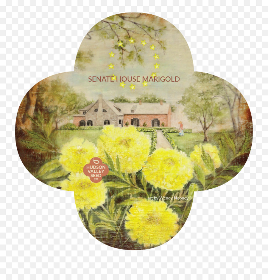 Senate House Marigold - Common Dandelion Png,Marigold Transparent