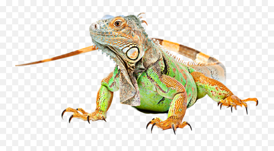 Lizard Iguana Sticker By Taliafera - Green Iguana Png,Iguana Transparent Background
