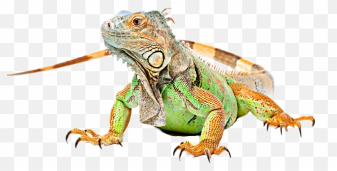 Lizard Iguana Sticker By Taliafera - Green Iguana png