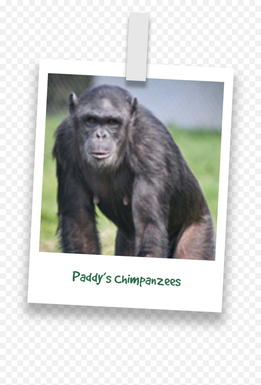 Buy Adoptions U0026 Gifts U2013 Monkey World - Picture Frame Png,Chimpanzee Png