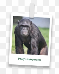 Buy Adoptions U0026 Gifts U2013 Monkey World - Picture Frame Png,Chimpanzee Png