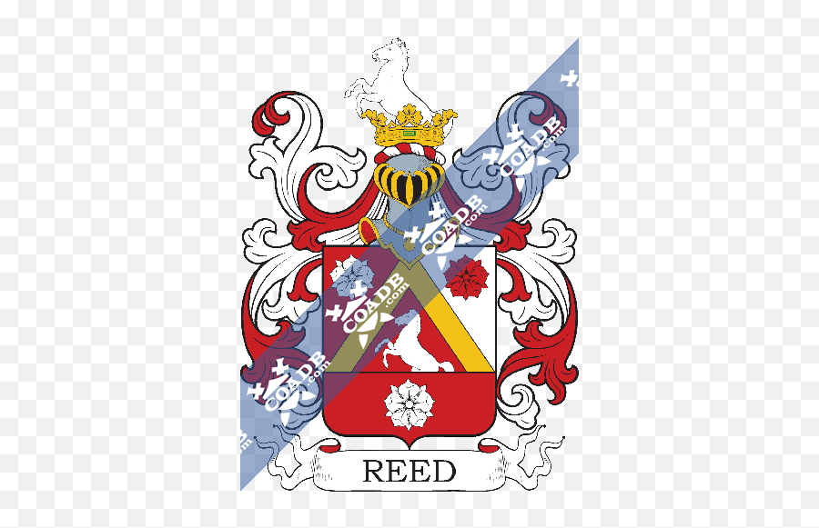 Reed Family Crest Coat Of Arms And Name History - Scottish Cooper Family Crest Png,Reed Png