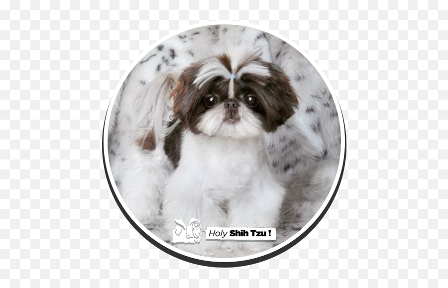 Holy Shih - Shih Tzu Png,Shih Tzu Png