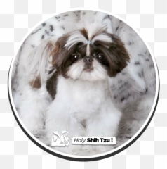 Holy Shih - Shih Tzu Png,Shih Tzu Png