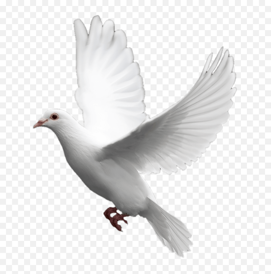 Holy Spirit Dove Png 4 Image - Transparent White Dove Png,Holy Spirit Png