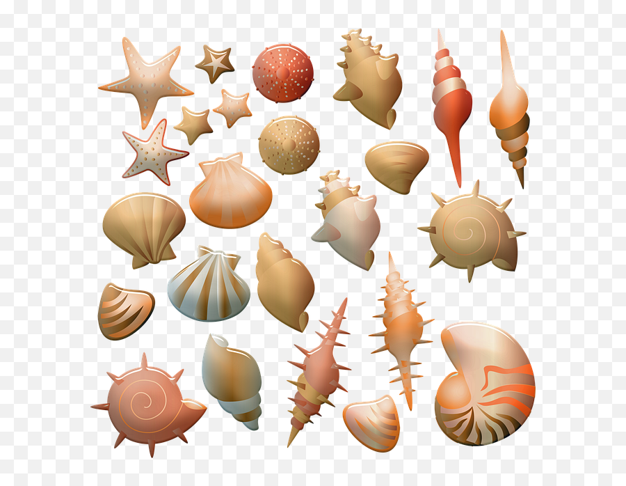 Sticky Proteins From Sea Mussels Biocompatible Tissue For - Illustration Png,Muscles Png