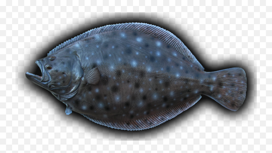 Summer Flounder Png Image - Flounder Transparent Background,Flounder Png