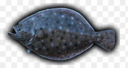 Summer Flounder Png Image - Flounder Transparent Background,Flounder Png