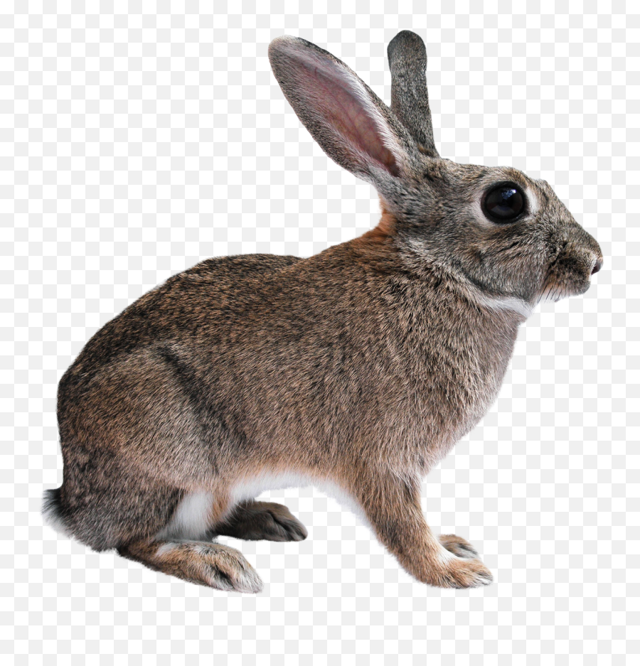 Animals Png Images - Transparent Bunny,Animals Png