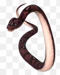 Download Transparent Anaconda Png - Anaconda Png,Anaconda Png