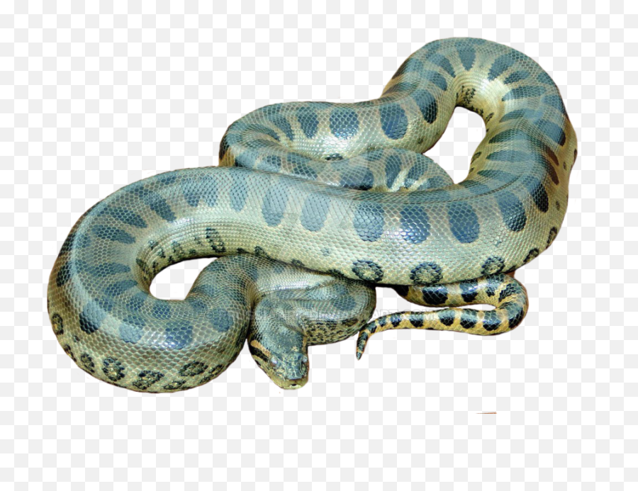 Animals - Anaconda Png,Snake Transparent Background