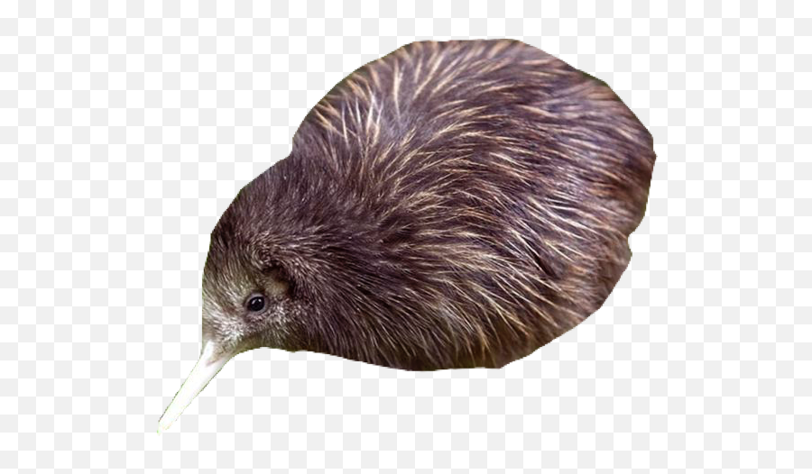 Kiwibird Pngs Png - Kiwi Animal,Kiwi Bird Png