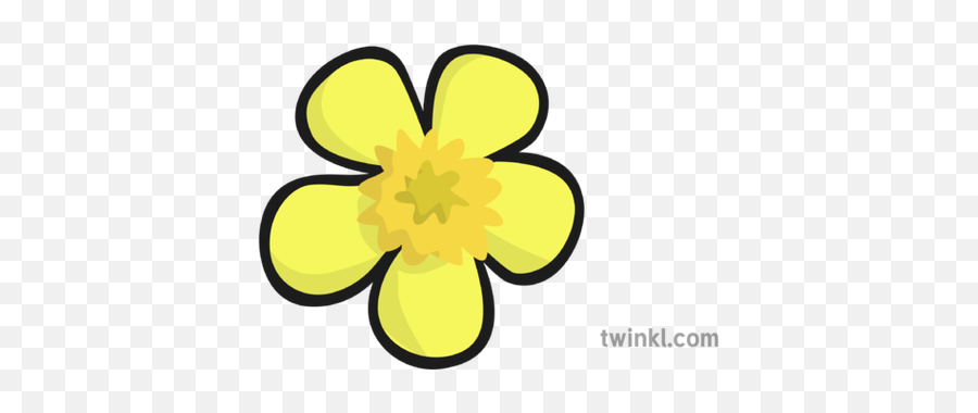Buttercup Flower Illustration - Twinkl Clip Art Png,Flower Illustration Png