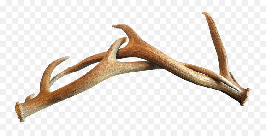 Deer Antler Horn Wood - Antlers Png Download 12001200 Antler,Deer Antlers Png