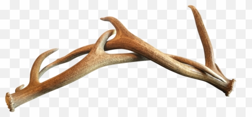 Deer Antler Horn Wood - antlers png download 12001200