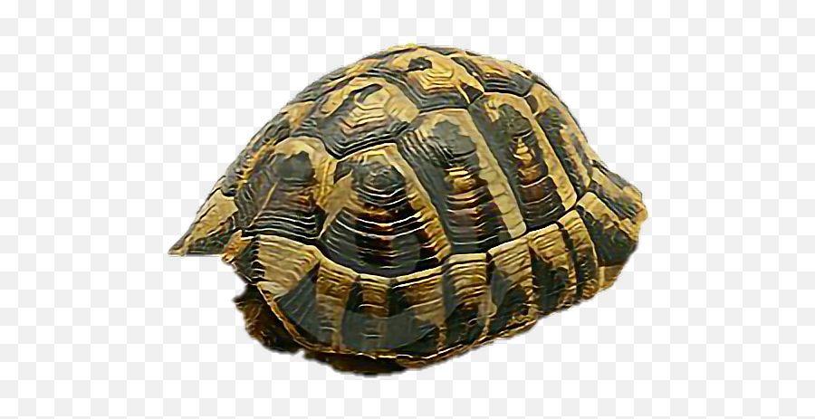 Png Polyvore Tortoise Tortoiseshell - Empty Turtle Shell,Tortoise Png