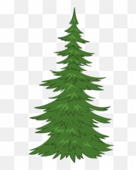Evergreen Tree Clipart - Pine png
