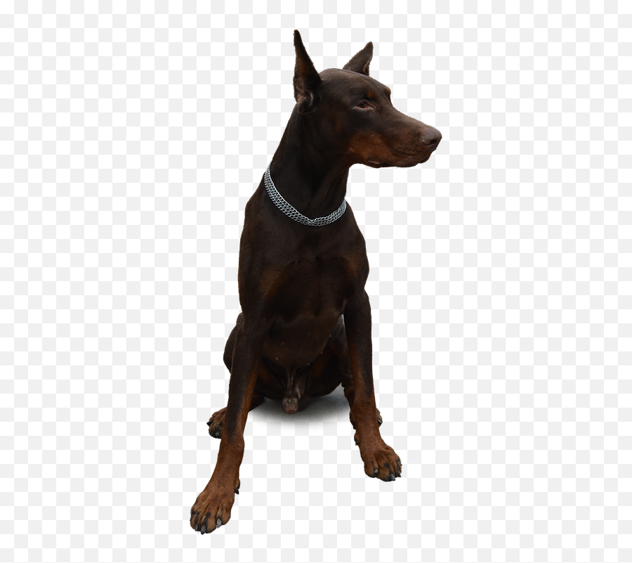 Isolated Dog Doberman - Dogs To Keep At Home Png,Doberman Png