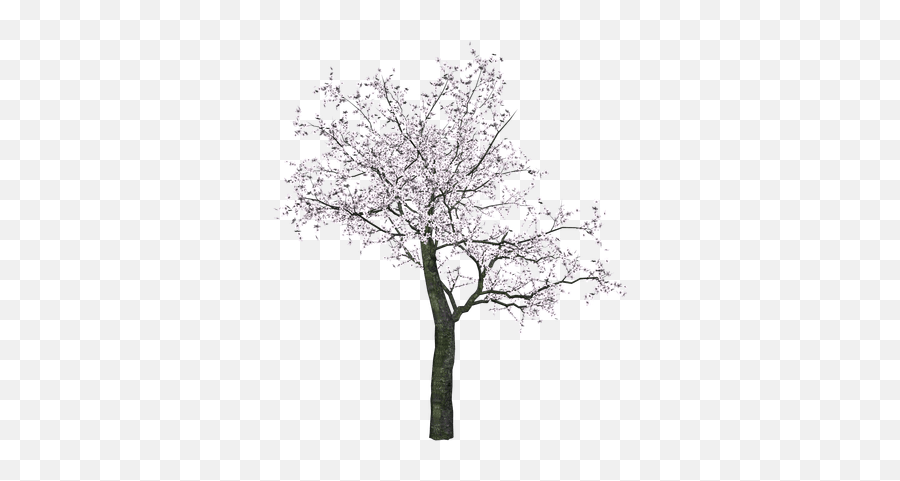 Japanese Tree Transparent Png - Blossom Tree Drawing Black And White,Arboles Png