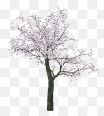 Japanese Tree Transparent Png - Blossom Tree Drawing Black And White,Arboles Png
