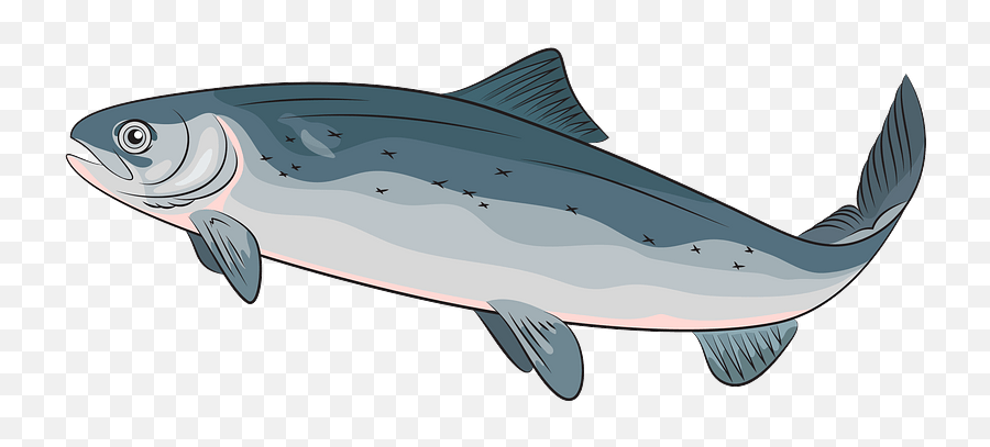 Atlantic Salmon Clipart Free Download Transparent Png - Salmon Clipart,Salmon Png