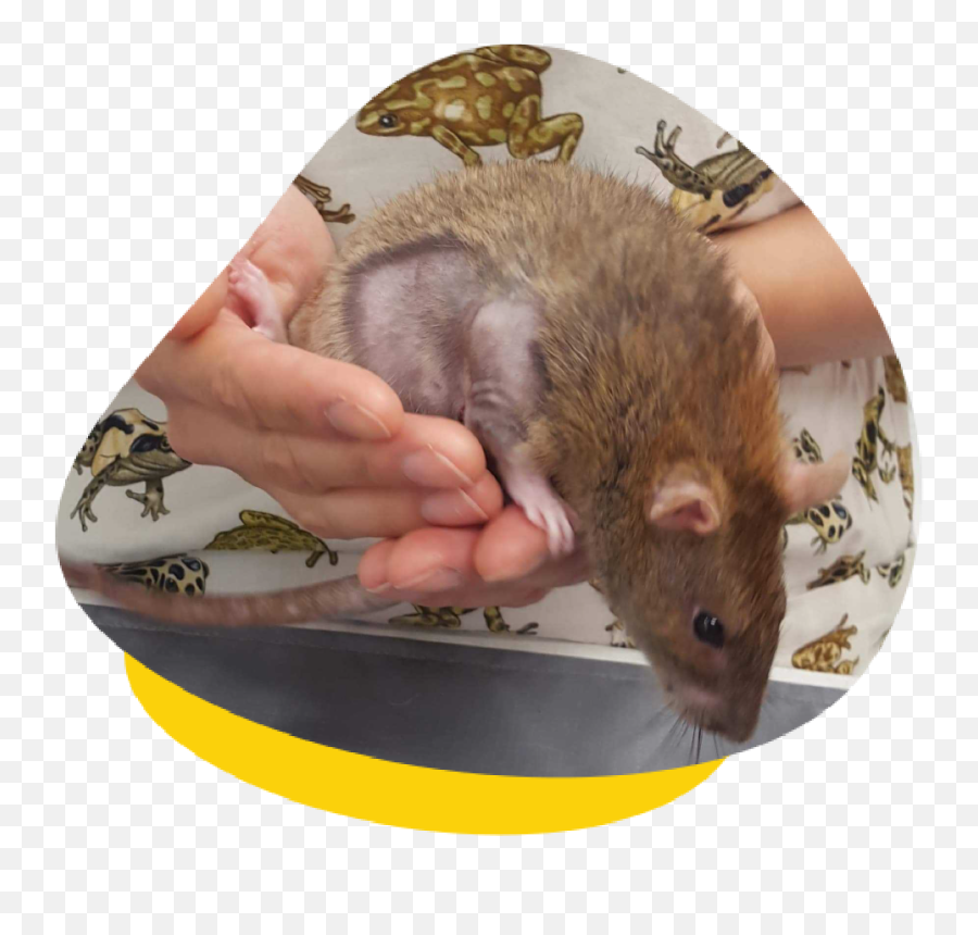 Lumps And Bumps In Mice Rats - Should You Visit A Vet Brown Rat Png,Rat Transparent Background