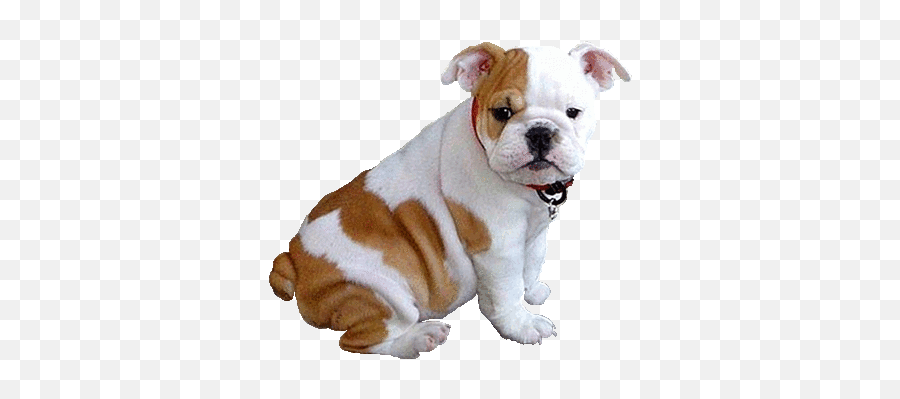 Dog Gif - Picmix English Bulldog Puppies Png,Transparent Dog Gif