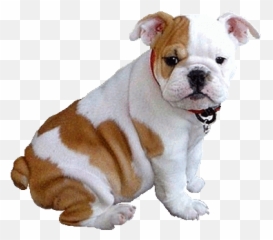 Dog Gif - Picmix English Bulldog Puppies Png,Transparent Dog Gif