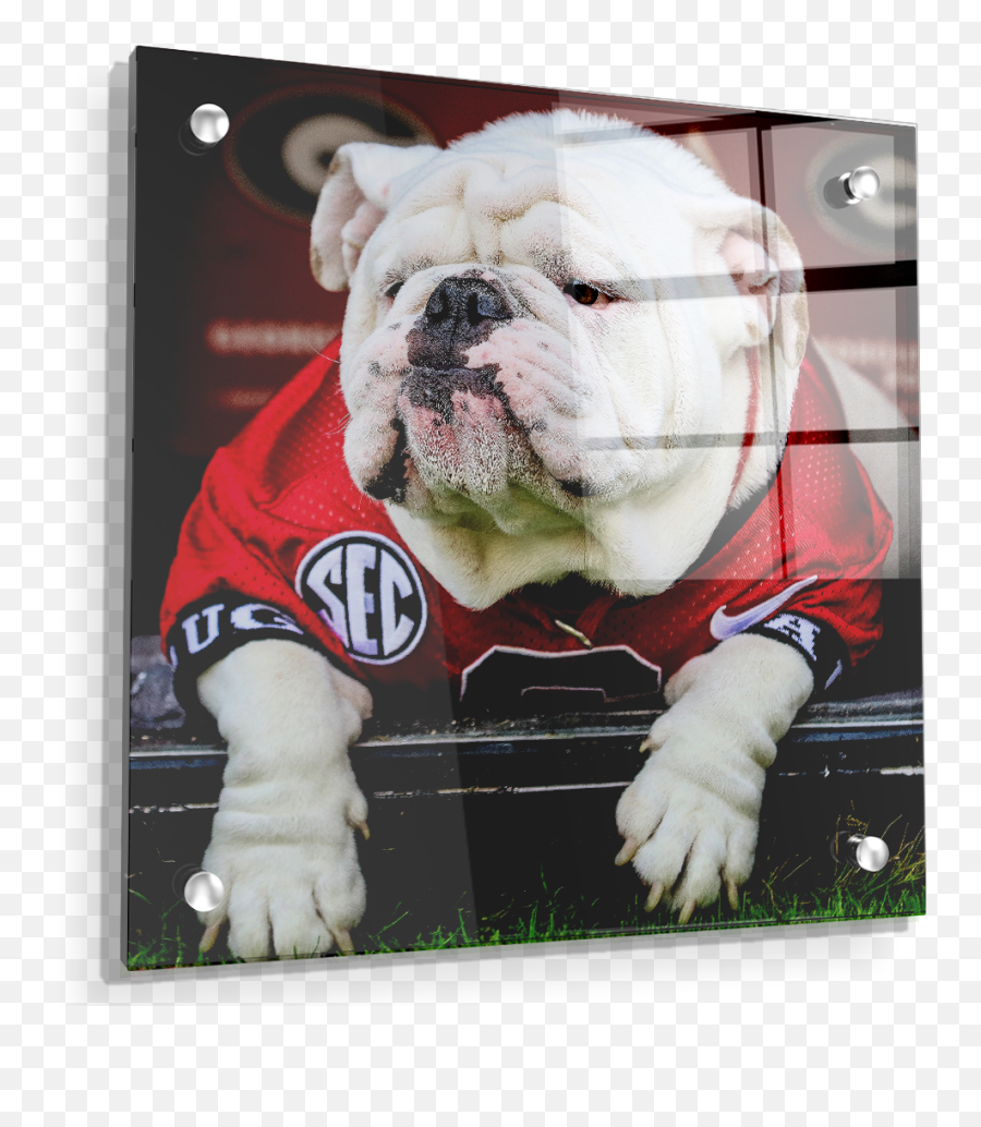 Georgia Bulldogs - Uga Chillin University Of Georgia Png,Uga Logo Png