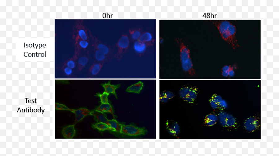 Exploring The Potential Of Antibodyu2013drug Conjugates - Dot Png,Antibody Png