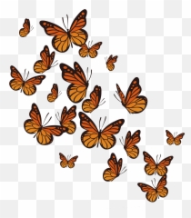 Flying Butterflies Png Vector