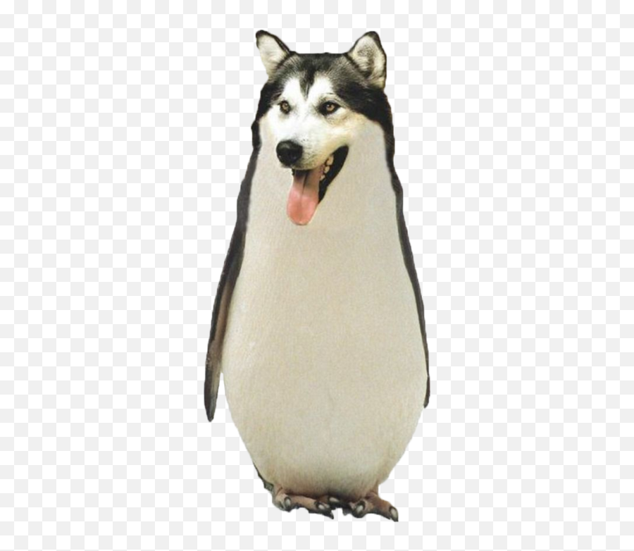Download Tumblr Transparent Funny Animal Pictures Png - Dog That Looks Like A Penguin,Funny Dog Png