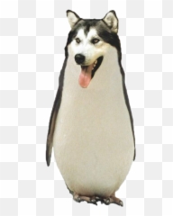 Download Tumblr Transparent Funny Animal Pictures Png - Dog That Looks Like A Penguin,Funny Dog Png