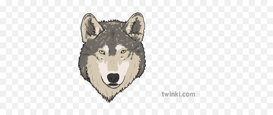 Wolf Face Illustration - Twinkl Mackenzie River Husky Png,Wolf Face Png