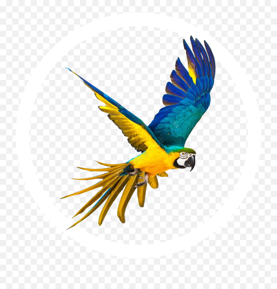 I Made A Blue - Andyellow Macaw Icon Frontier Forums Transparent Flying Parrot Png,Frontier Icon