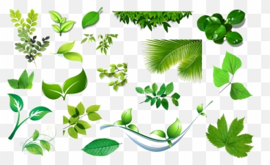 Clip Art - Leaves png