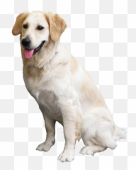 Animal Clip Art - Labrador Retriever Png,Animal Clipart Png
