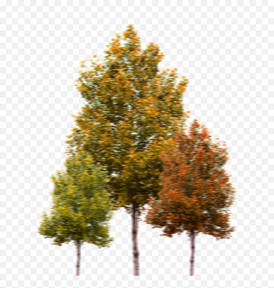 Woodland Clipart Pine Tree Transparent - Transparent Background Tree Png,Pine Tree Transparent Background