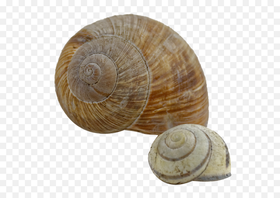 Snail Shell - Free Image On Pixabay Snail Shells Transparent Png,Shell Png