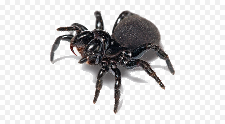 Pest Alert Spiders - No 1 In Spider Control Redback Funnel Web Spider Bathurst Png,Spider Transparent