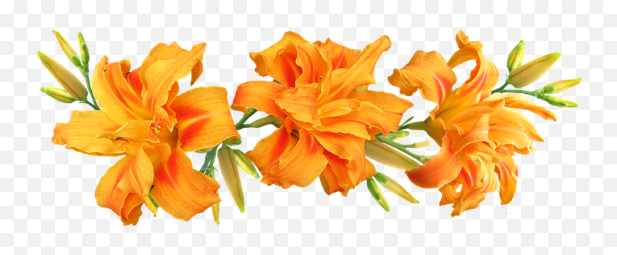 Day Lilies Flowers Arrangement - Daylilies Png,Lilies Png