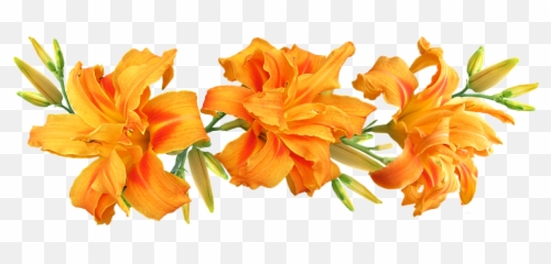 Day Lilies Flowers Arrangement - Daylilies Png,Lilies Png