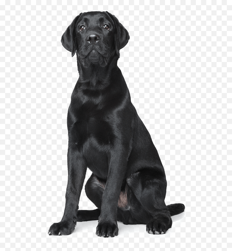 Black Dog Png Clipart All - Black Dog Transparent Background,Dog Transparent Background