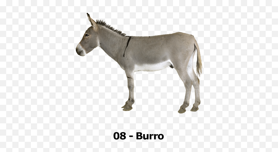 Download Burro - Transparent Background Donkey Png,Mule Png