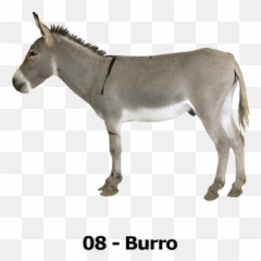 Download Burro - Transparent Background Donkey Png,Mule Png