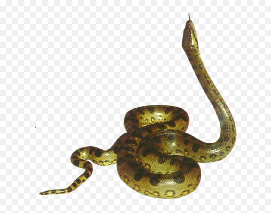 Free Anaconda Png Transparent Images - Gif Anaconda Png,Anaconda Png