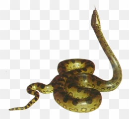 Free Anaconda Png Transparent Images - Gif Anaconda Png,Anaconda Png