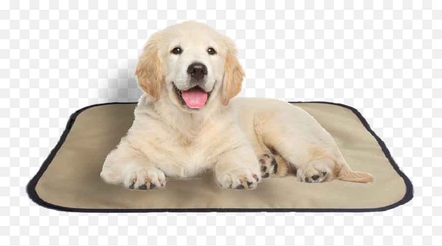 Shop Now - Transparent Background Golden Retriever Puppies Png,Golden Retriever Transparent Background