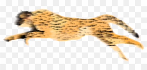 Transparent Background Cheetah Gif - Cheetah Gif Png,Cheetah Png